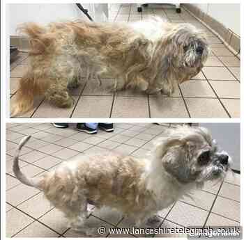 Accrington dog has 1.5kgs of matted fur cut off after struggling to see