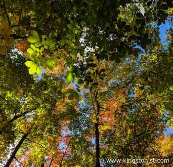 Kingston Council votes to begin mapping and conservation of urban woodlands - Kingstonist