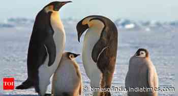 Emperor penguin at serious risk of extinction due to climate change