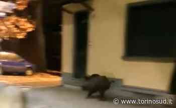 MONCALIERI - Cinghiale investito e ucciso in piena notte in strada Genova - TorinoSud