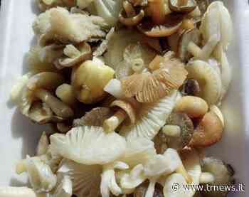 Funghi velenosi - al "Perrino" di Brindisi ricoverati in "intensiva" marito e moglie di San Donaci | Telerama News - TeleRama News