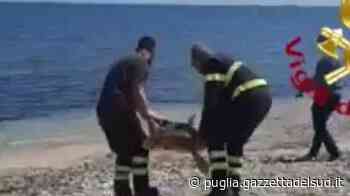 Brindisi, tartaruga di 50 chili salvata e liberata in mare - Gazzetta del Sud