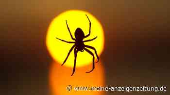 Horror-Moment: Spinne im Auto – so bekommen Sie die Situation in den Griff
