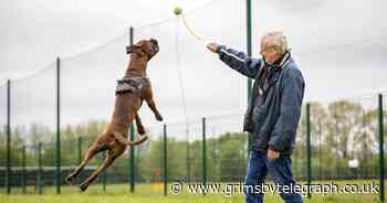 Greedy dog rushed into emergency surgery after swallowing 16 golf balls - Grimsby Live - Grimsby Live