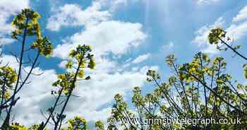 Dog owners alerted to dangers of fields full of rapeseed - Grimsby Live - Grimsby Live
