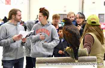 The raptors return: Grimsby set to host festival celebrating birds of prey - St. Catharines Standard