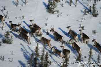 Environmentalists not fans of Ottawa and Queen's Park's caribou protection plans - Tbnewswatch.com