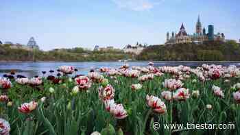 Ottawa in bloom: The Canadian Tulip Festival celebrates its 70th anniversary with nearly one million bulbs and a slate of new activities - Toronto Star