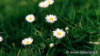 Prato sul balcone: come realizzarlo per ottenere un garden space - IlPescara