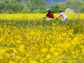Meglio la “giungla” di un prato all’inglese: per salvare la biodiversità fermiamo lo sfalcio dei prati - Corriere della Sera