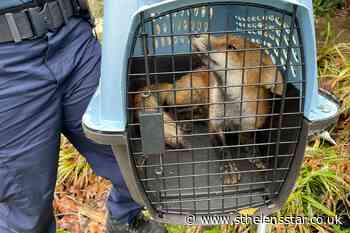 Fox chews through fence before killing 25 flamingos at zoo - St Helens Star