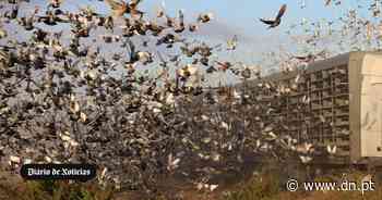 São 55 mil pombos e vão voar 750 Km nos céus Ibéricos - Diário de Notícias