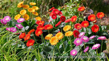 Bayerische Pflanze des Jahres 2022: Die Gerbera „Sunny Sisters“