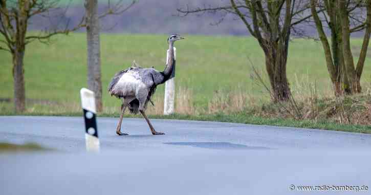 Deutsche Nandu-Population stabil – Vögel scheuer geworden