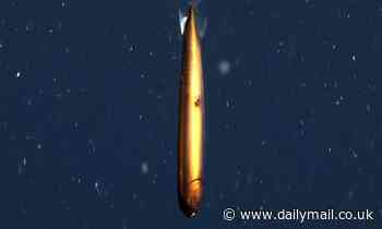 Scientists spot rare bronze deep-sea dragon lurking in the twilight zone