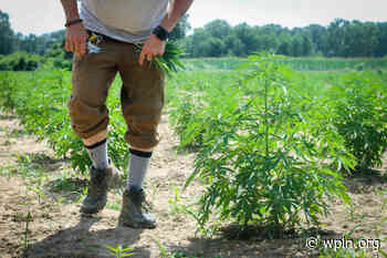 What's next for cannabis, THC and Delta-8 in Tennessee? - WPLN