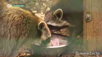 Wasbeer voelde zich thuis op dak ijssalon in Bilzen - TV Limburg