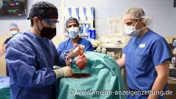 Gestorbener Patient mit Schweineherz: Schweinevirus gefunden