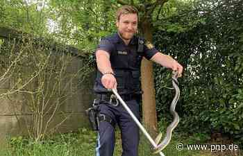 Schlangen in Passau: Polizei nimmt die Sache selbst in die Hand - Passauer Neue Presse - PNP.de