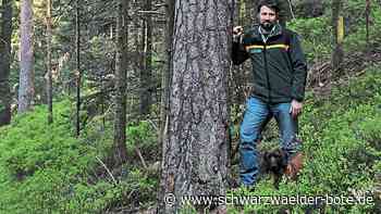 Serie "Unser Wald": Enztalkiefer gehört zu Bad Wildbad und der Region