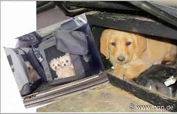 Waffen, Welpen und gewaschenes Geld - Passau - Passauer Neue Presse - PNP.de