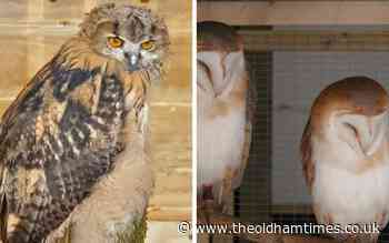 Little Owl Farm reopens after months long closure - The Oldham Times