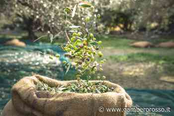 Oli d'Italia. Il premio Novità dell'anno 2022 va ad Alba - Gambero Rosso