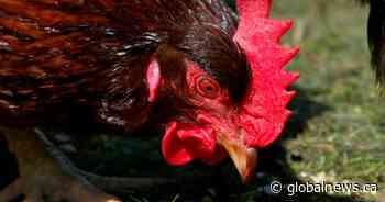Alberta poultry producers hit hardest as Canadian farmers battle avian flu