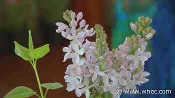 Lilac Festival:  Everything you need to know