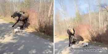 A Moose Charged At A Dog Walker Near Red Deer & The Whole Thing Looked Terrifying (VIDEO) - Narcity Canada