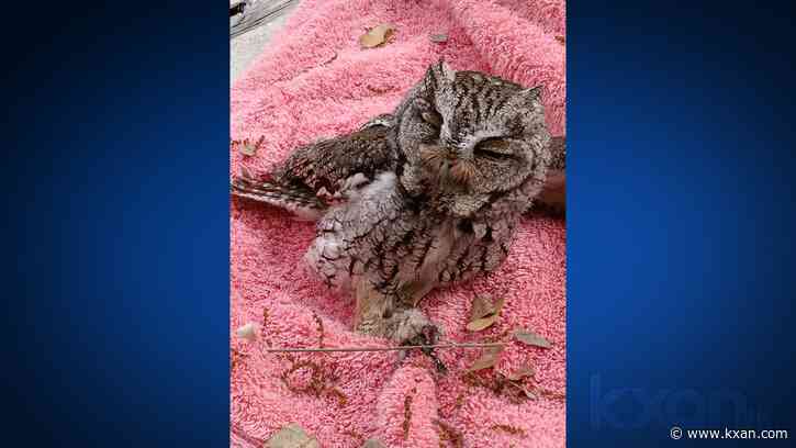 Small owl freed from Wimberley fence after storm