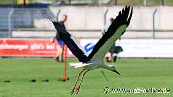 Storch „Lorch“ als Luckenwalder Rasenpfleger - Märkische Allgemeine Zeitung