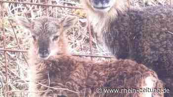 Wer hat Frida gesehen? - Koblenz & Region - Rhein-Zeitung