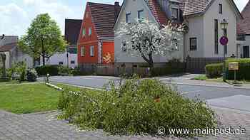 Streich oder Straftat? Mehrere Maibäume im Landkreis Bad Kissingen gefällt und angesägt - Main-Post