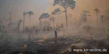 Rekord: Abholzung des Amazonaswaldes im April bei über 1000 Quadratkilometern