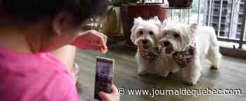 Logement: aux États-Unis, les chiens peuvent avoir leur propre «cote de crédit»