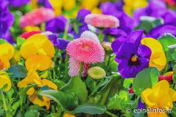 Darnieulles - Troc aux plantes de printemps ce samedi - Epinal infos - Epinal Infos