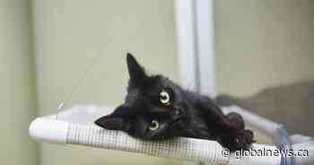 Hamilton-Burlington SPCA Spring Lottery to focus on dental care this year - Global News