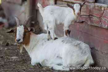 Good morning, St. Albert! 0 - St. Albert TODAY
