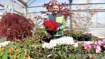 Rhododendron Hachmann Barmstedt Baumschule Kreis Pinneberg - Hamburger Abendblatt
