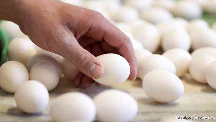 Canadian farmers battle avian flu as bird death toll hits 1.7M