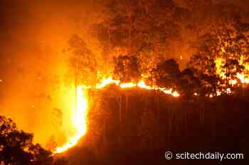 Protected Conservation Areas Saw Dramatic Spikes in Fires During COVID Lockdowns
