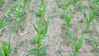Unkraut-Management: Gute Chancen im Mais - agrarzeitung online