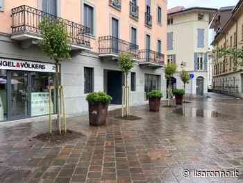 Saronno, piazzetta della Croce: addio ai prunus rosa secchi. Ecco i ligustri - ilSaronno