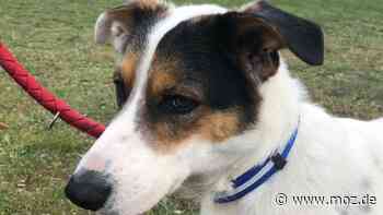 Hund aus dem Tierheim: Findelhund vom Polder – Floki wartet in Schwedt auf ein liebevolles Zuhause - Märkische Onlinezeitung