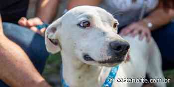 Bertioga ganhará Hospital Veterinário gratuito - Costa Norte