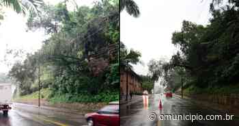Chuva em Brusque: árvore cai sobre fiação elétrica e região fica sem energia, no Centro - O Município