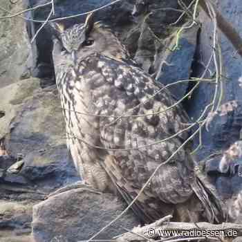 Uhu in Essen ist jetzt sicher - Stadt übernimmt Steinbruch - Radio Essen