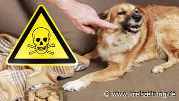 Hundebesitzer aufgepasst: Welche Lebensmittel ein Hund nicht essen darf - kreiszeitung.de