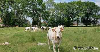 Yoga in de weide boer Jos | Poperinge | hln.be - Het Laatste Nieuws